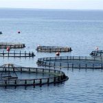 Παραγωγικές επενδύσεις στην υδατοκαλλιέργεια